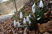 19 Galanthus nivalis ( Bucaneve)